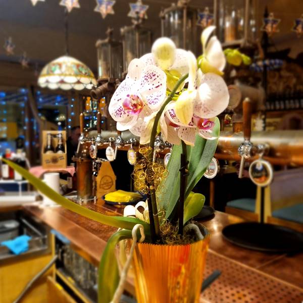 orchidea natalizia  #birreria #bavarese #ristorante #kapuziner 